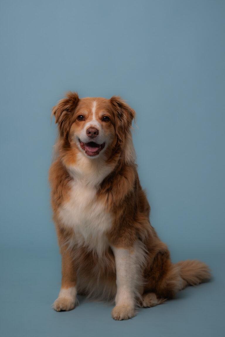 Brauner Hund sitzt vor blauem Hintergrund – Hundefotoshooting SNDR Photos Münster