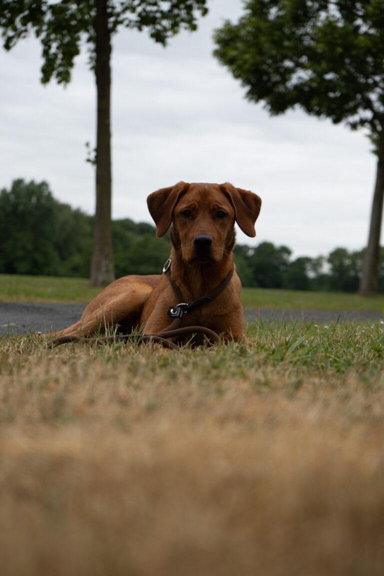 Brauner Hund liegt auf einer Wiese im Park – Hundefotoshooting SNDR Photos Münster