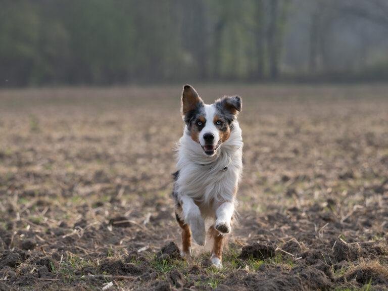 Hundefoto aus einem Shooting in Münster, Motiv 3
