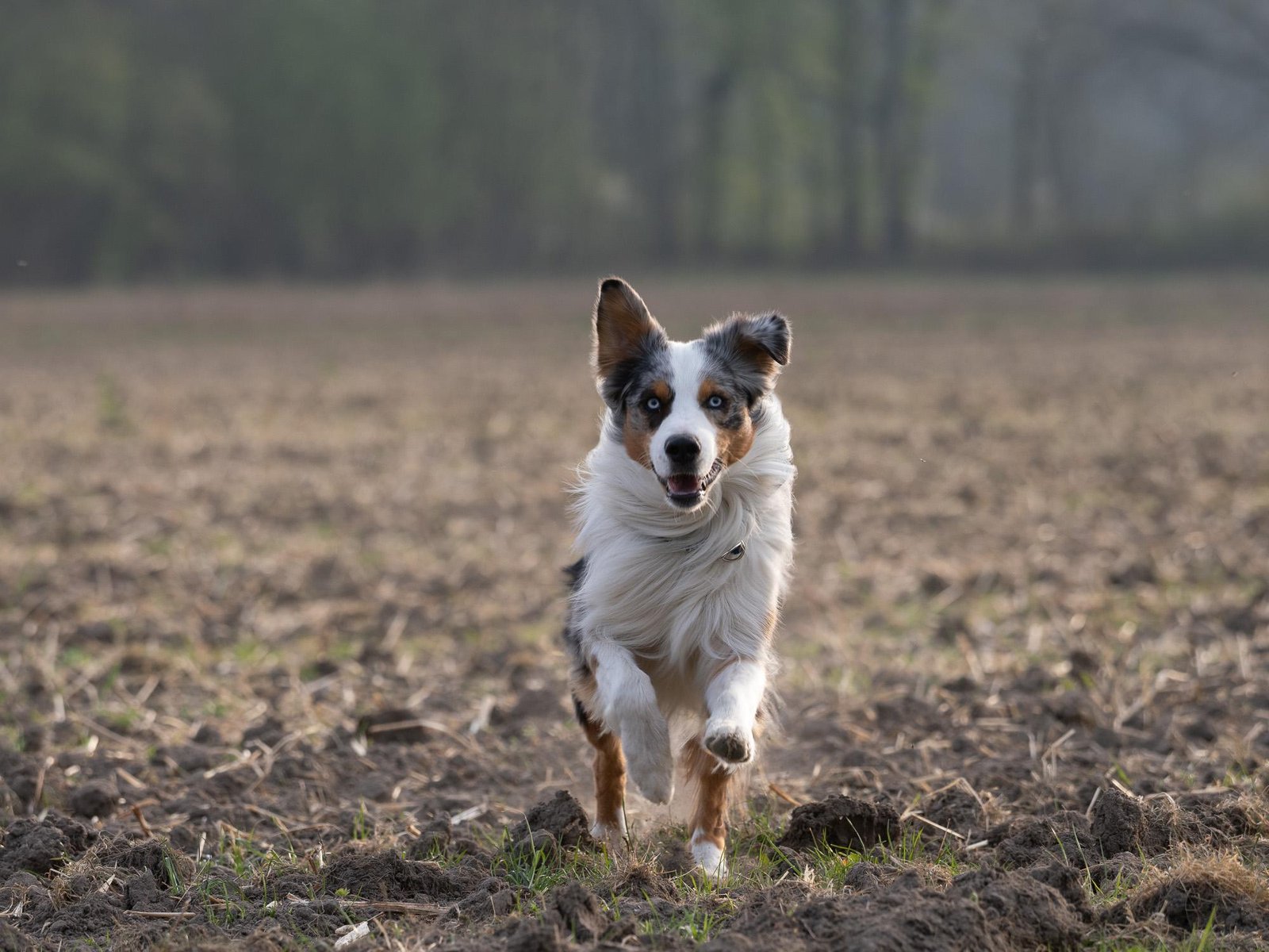 Hundefoto aus einem Shooting in Münster, Motiv 3