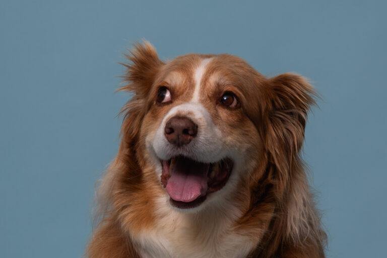 Brauner Hund mit offenem Maul vor blauem Hintergrund – Hundefotoshooting SNDR Photos Münster