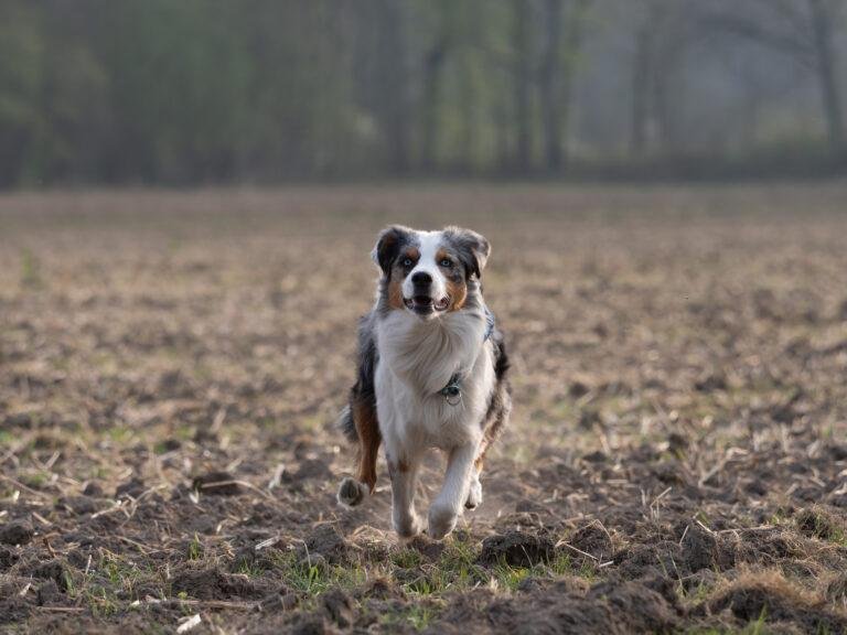 Hund sitzt auf einem weiten Acker – Hundefotoshooting SNDR Photos Münster