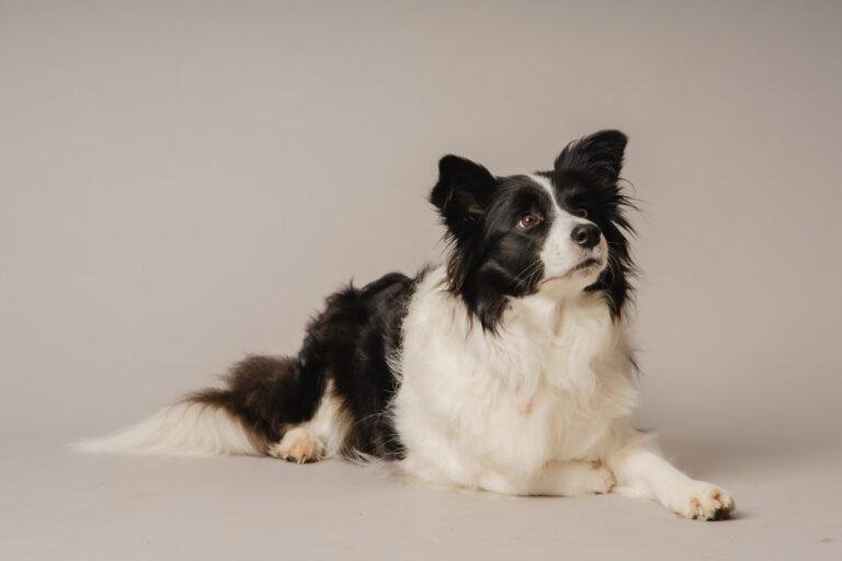 Border Collie liegt entspannt vor hellem Hintergrund – Hundefotoshooting SNDR Photos Münster