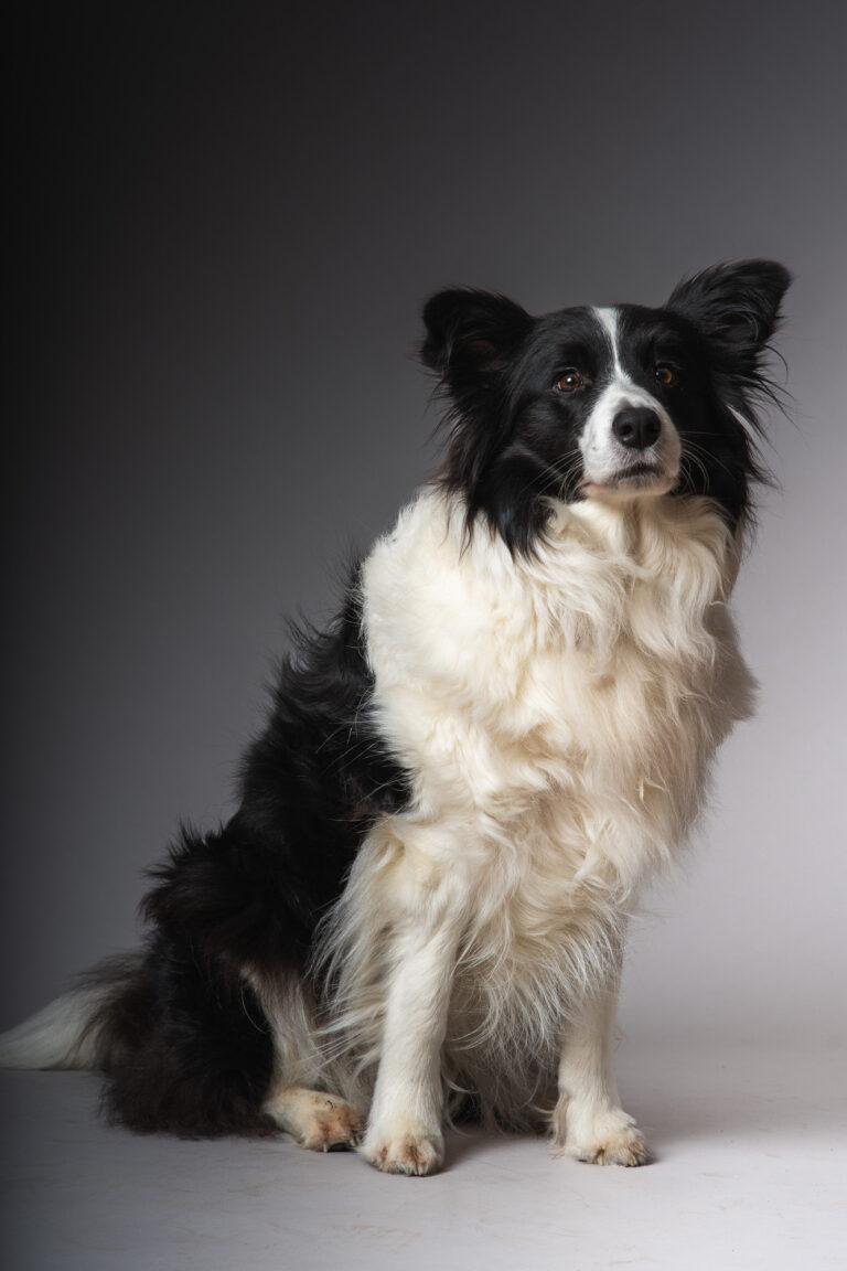 Border Collie sitzt aufmerksam vor grauem Hintergrund – Hundefotoshooting SNDR Photos Münster