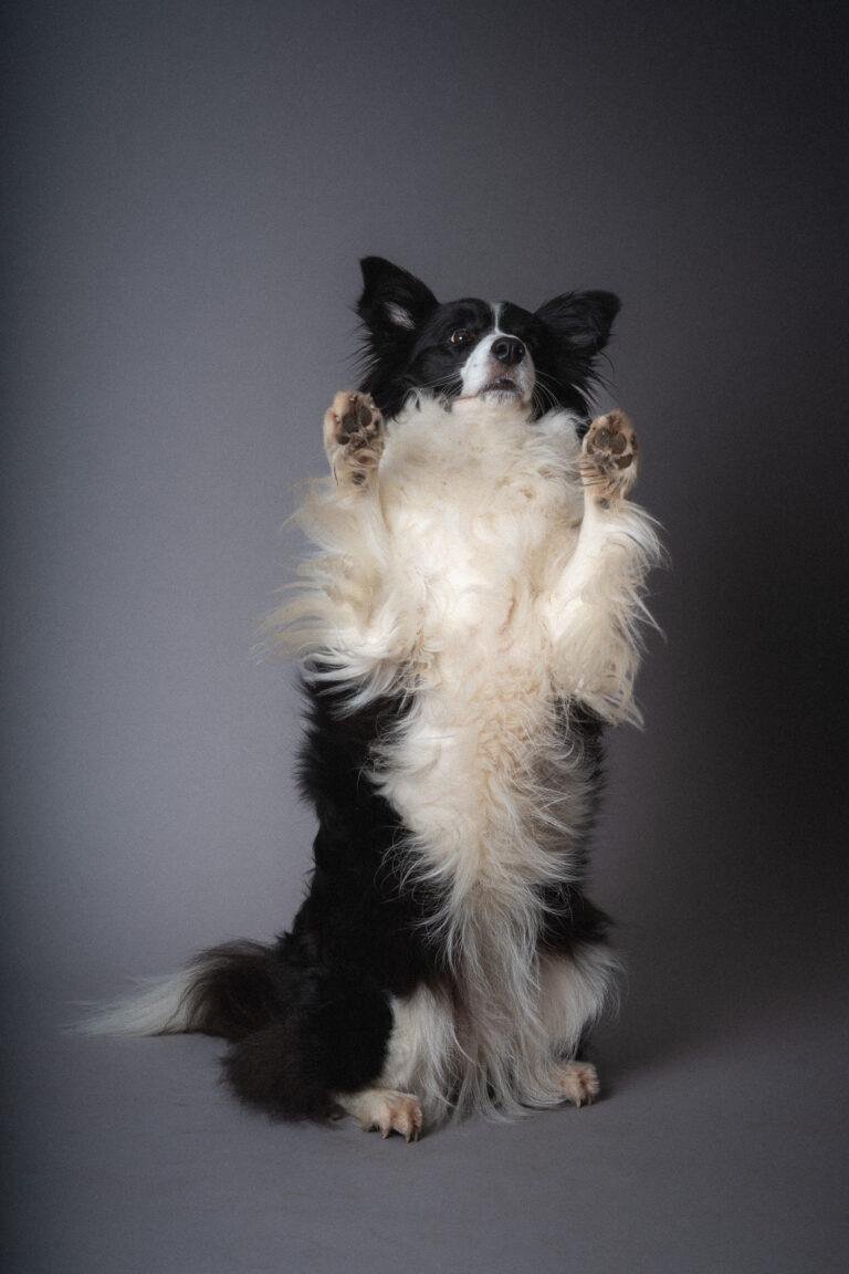 Border Collie macht Männchen vor grauem Hintergrund – Hundefotoshooting SNDR Photos Münster
