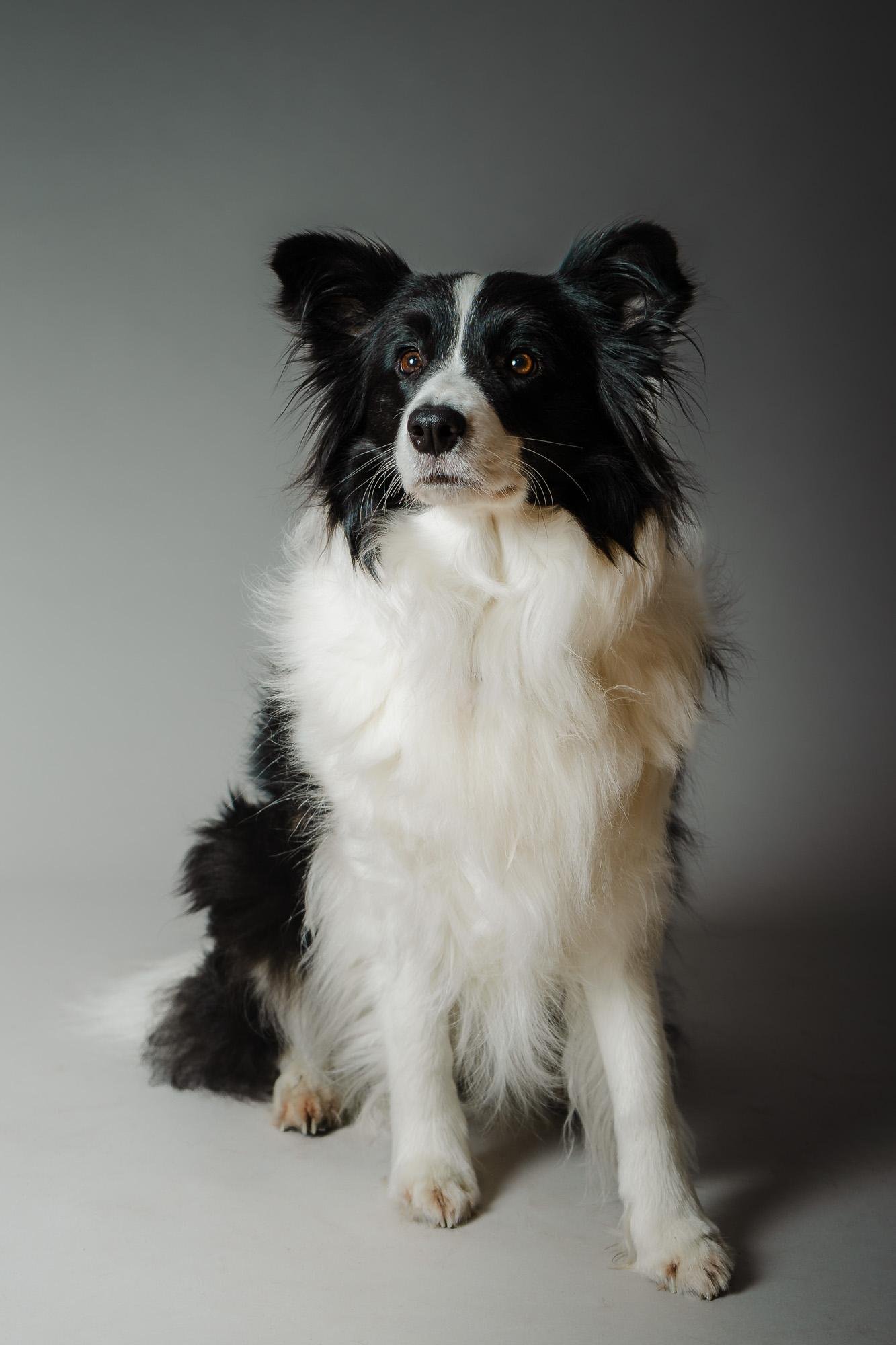 Hundefoto aus einem Shooting in Münster, Motiv 6