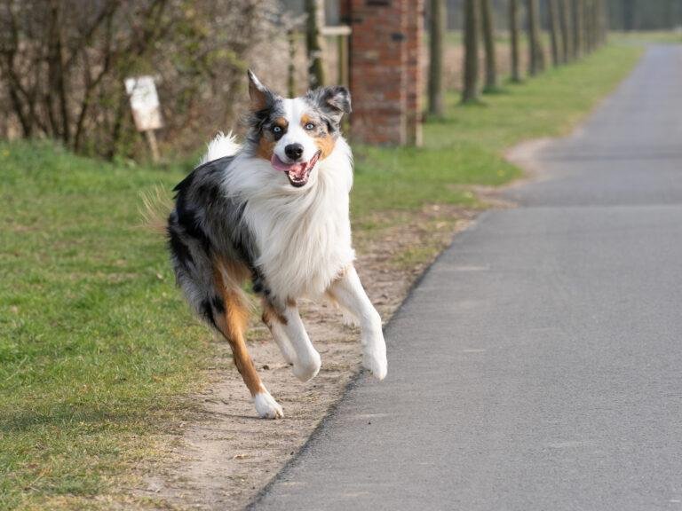 Hund läuft fröhlich über einen Weg im Grünen – Hundefotoshooting SNDR Photos Münster
