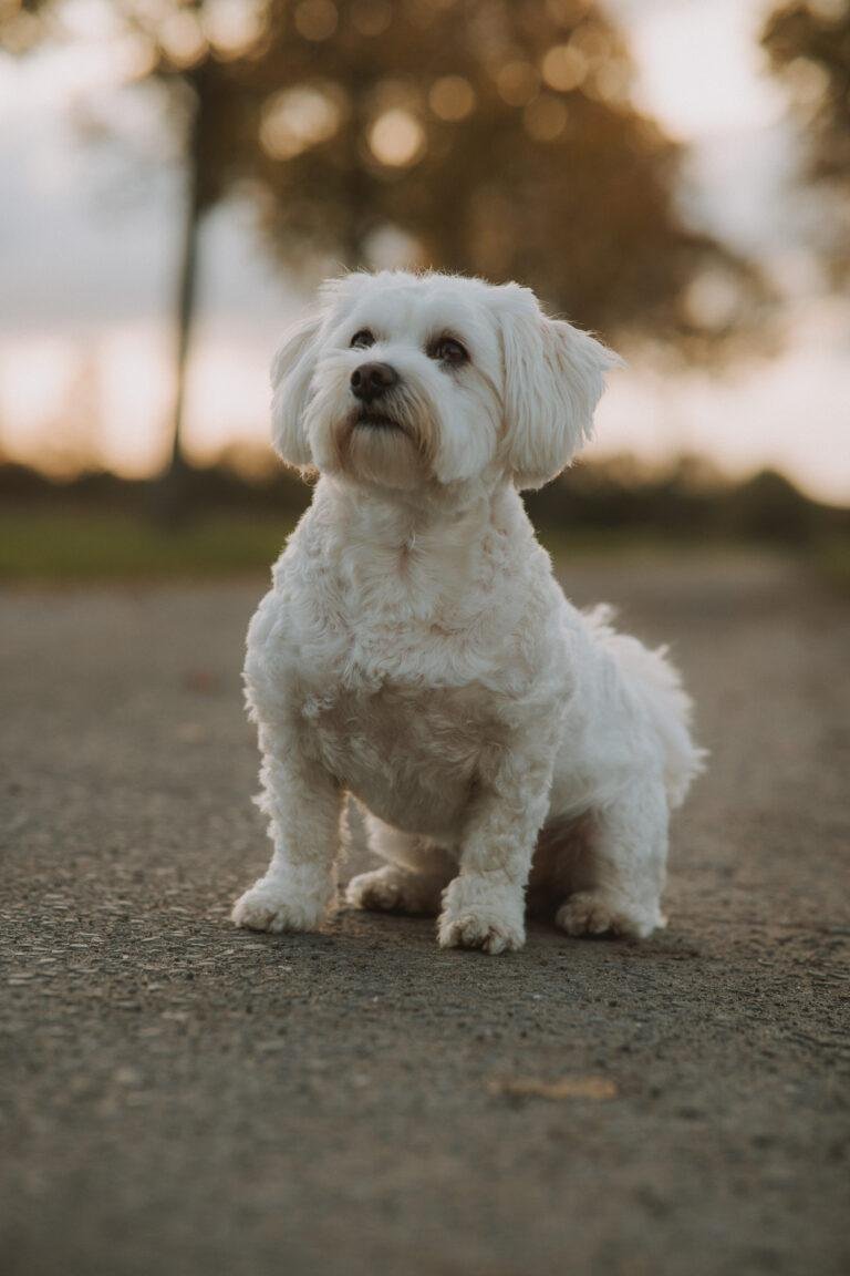Kleiner weißer Hund sitzt auf einem Weg im Abendlicht – Hundefotoshooting SNDR Photos Münster