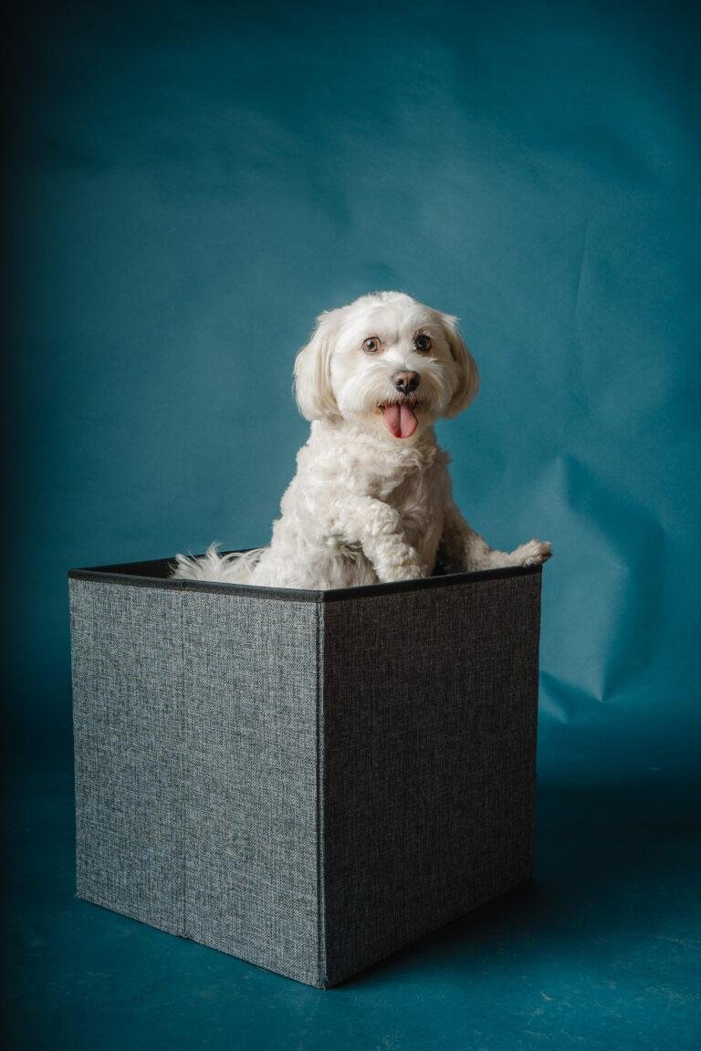 Kleiner weißer Hund sitzt auf einem grauen Würfel – Hundefotoshooting SNDR Photos Münster