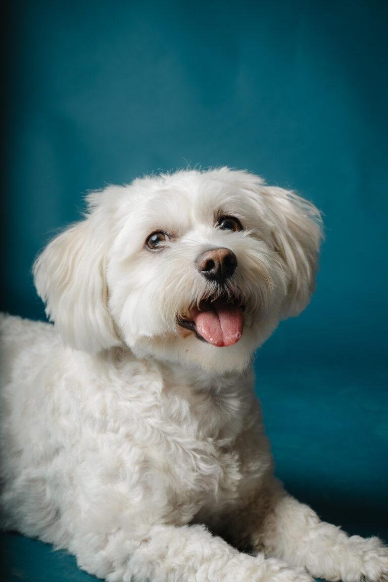 Kleiner weißer Hund mit herausgestreckter Zunge vor Petrolhintergrund – Hundefotoshooting SNDR Photos Münster
