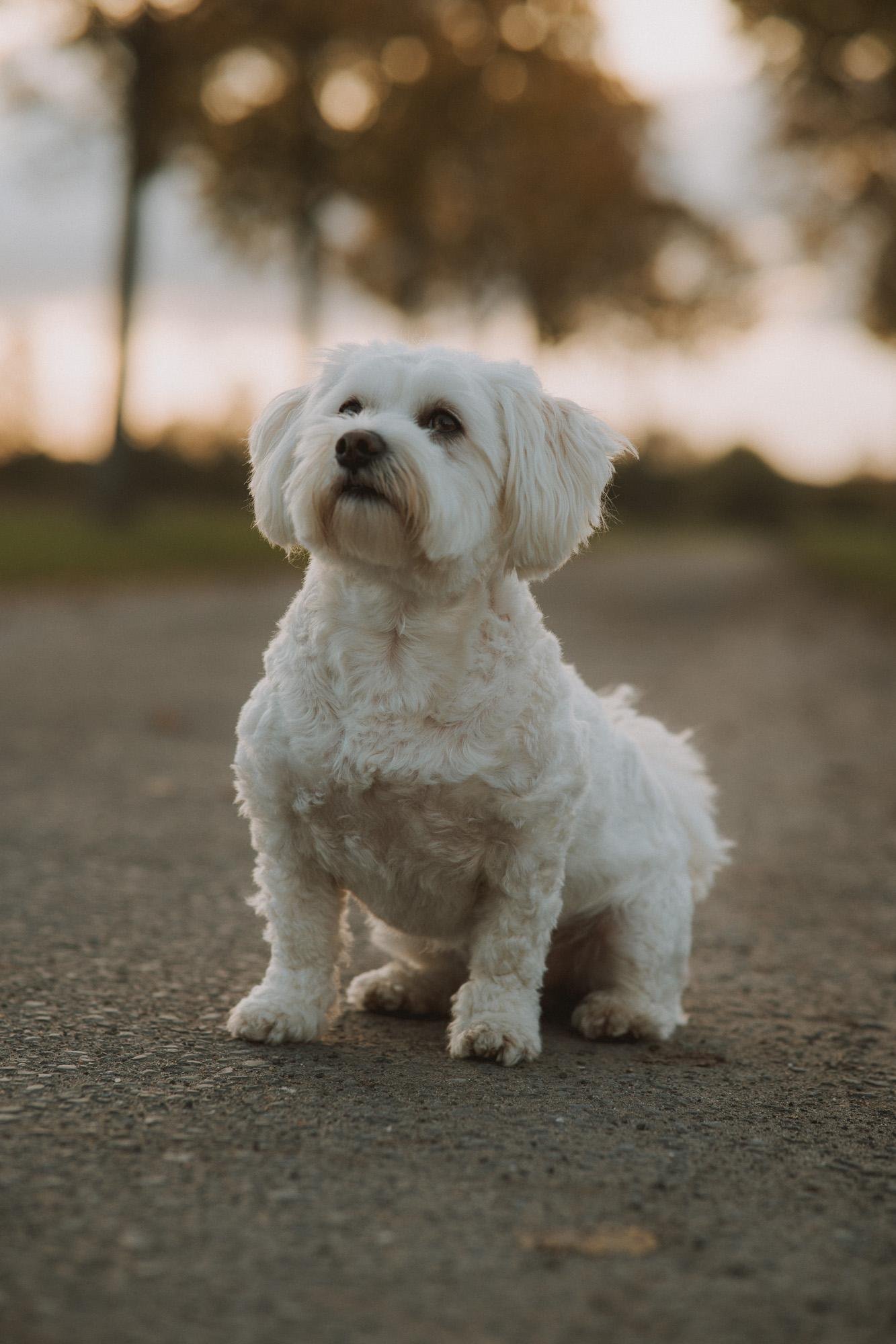 Hundefoto aus einem Shooting in Münster, Motiv 1