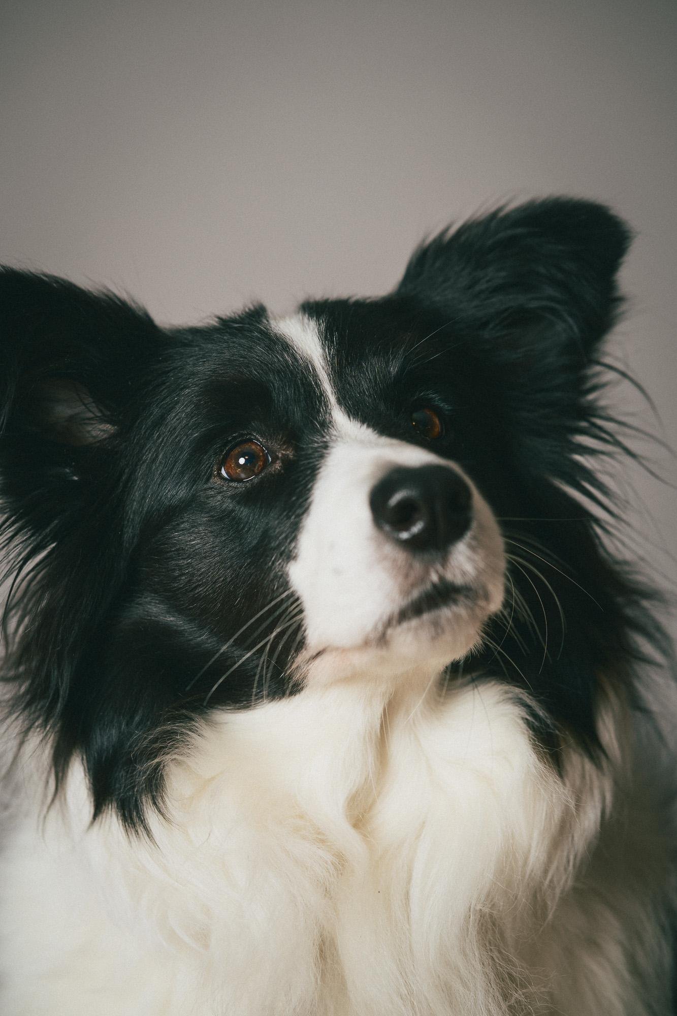Hundefoto aus einem Shooting in Münster, Motiv 5